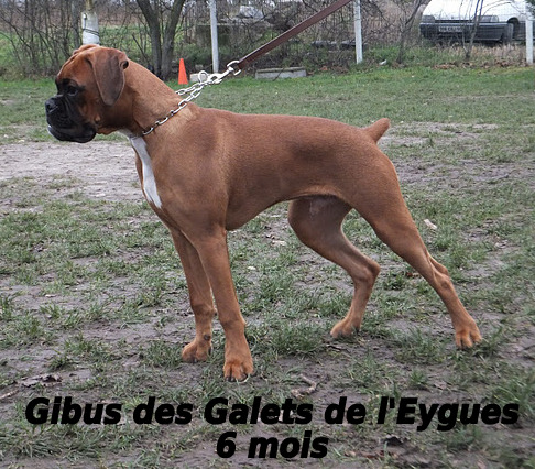 Gibus Des Galets De L'Eygues