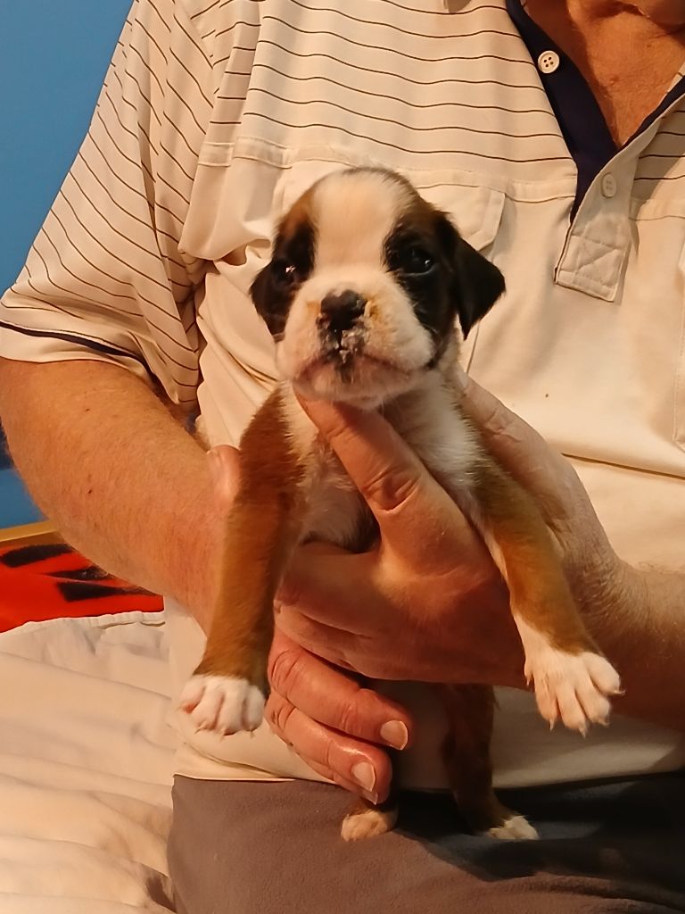 Des Galets De L'Eygues - Chiot disponible  - Boxer