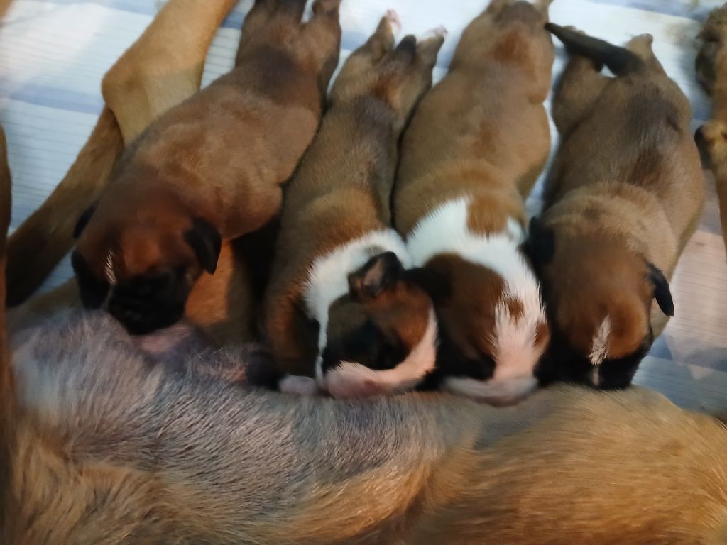 chiot Boxer Des Galets De L'Eygues