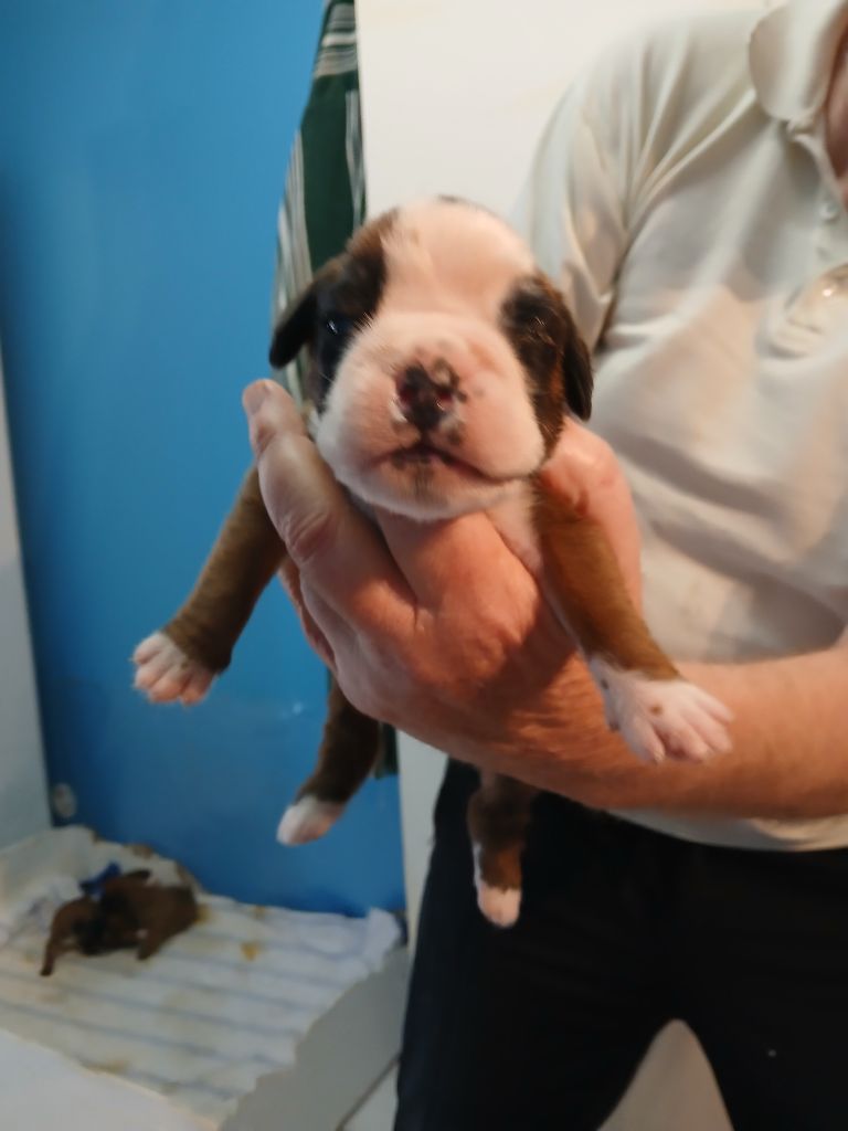 Des Galets De L'Eygues - Chiot disponible  - Boxer