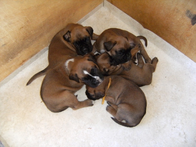 Les chiots 2012.