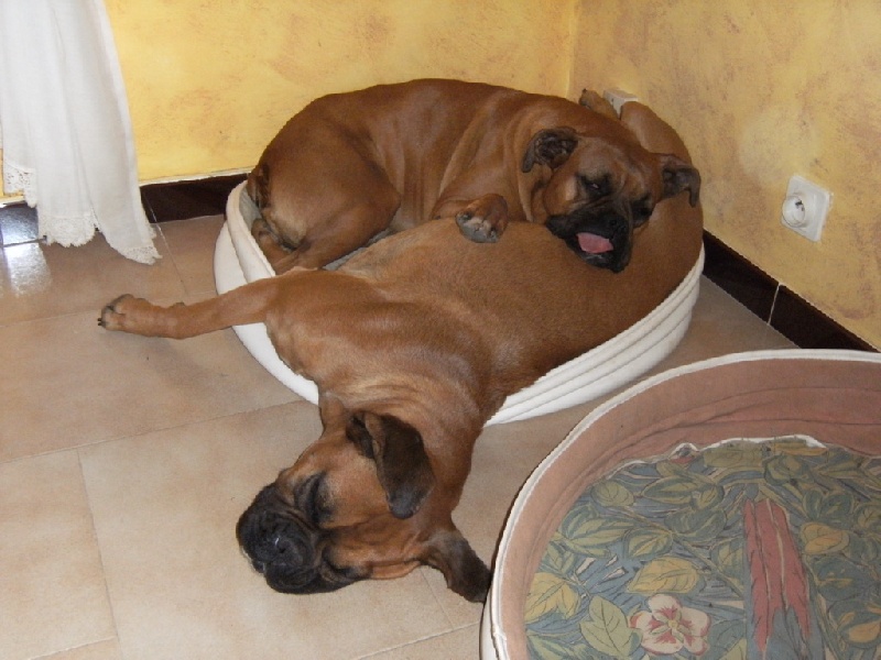 Les Boxers de la famille.