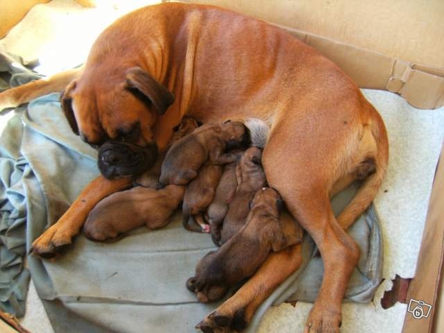 Les chiots 2011.